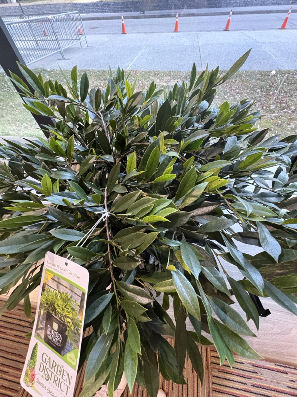 Garden District distylium ‘Cascade Dream’
