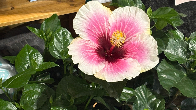 Hibiscus Costa Farms 'HibisQs Flora' was awarded the Favorite Trending Flowering Plant Award from TPIE