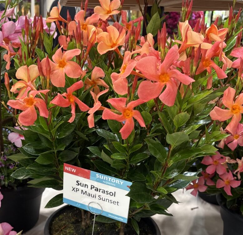 Sun-Fire Nurseries Sun Parasol XP Maui Sunset