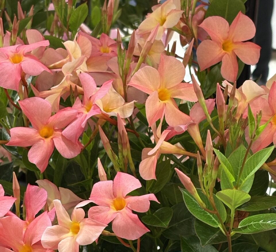 Sun-Fire Nurseries Sun Parasol FiredUp Magic Pink