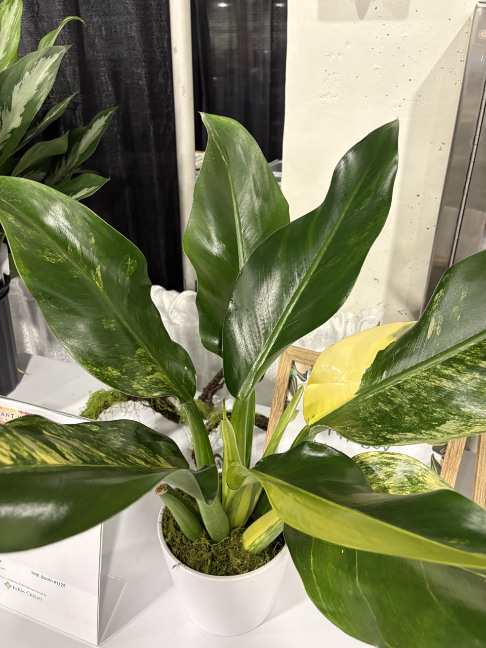 Penang Nursery Philodendron Fat Boy Variegated