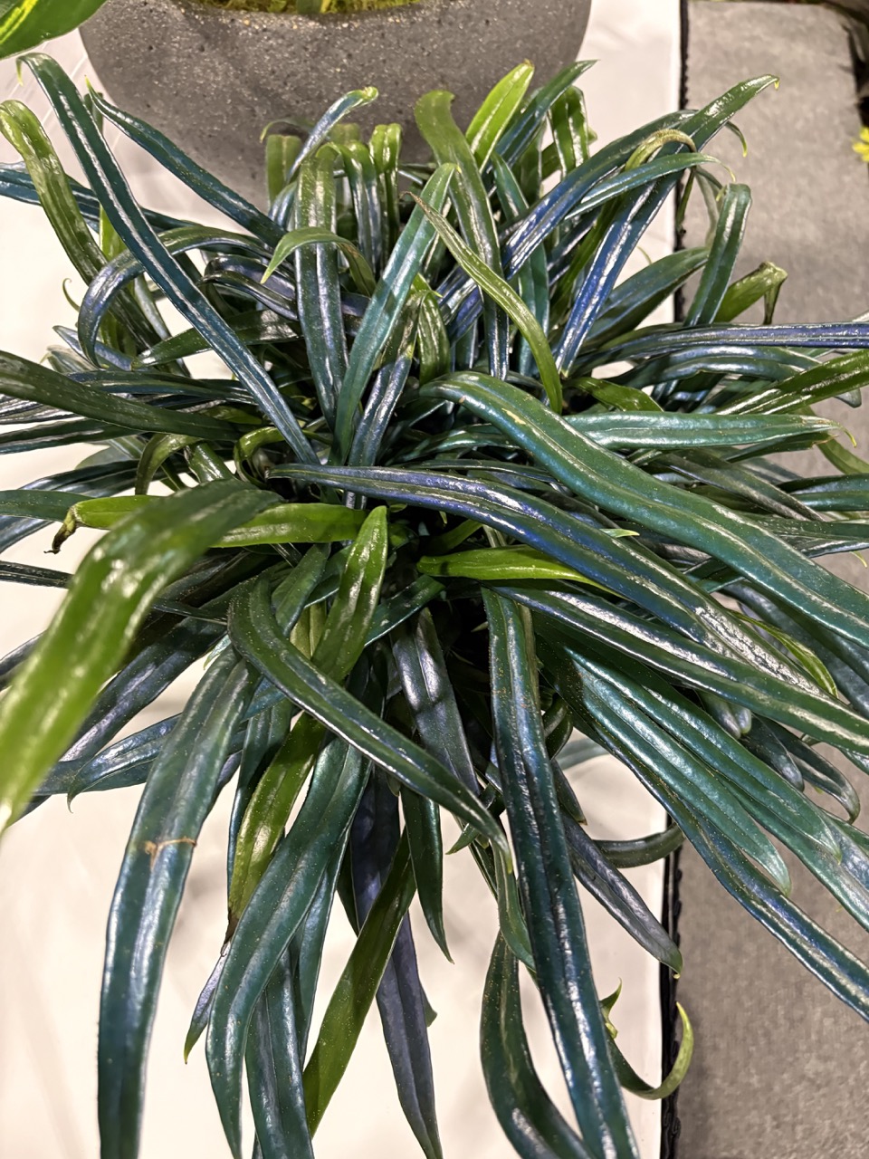 Casa Flora Blue Oil Fern