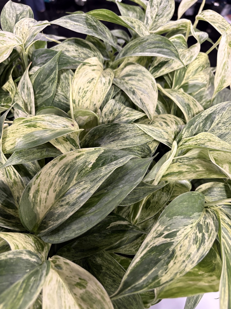 Costa Farms Scindapsus Blue Albo