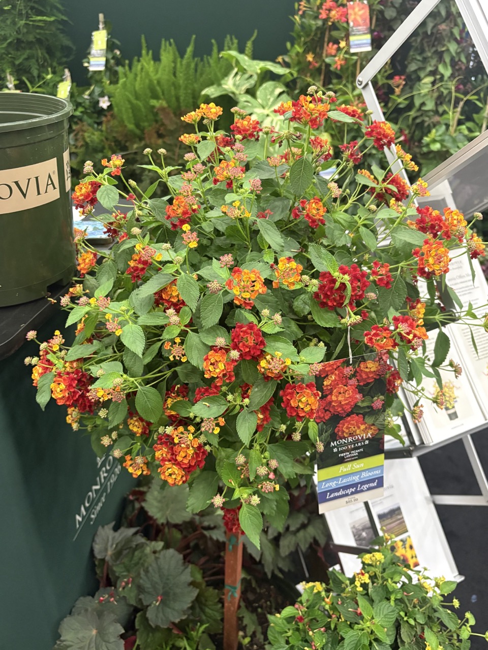 Monrovia lantana ‘Fiesta Picante’