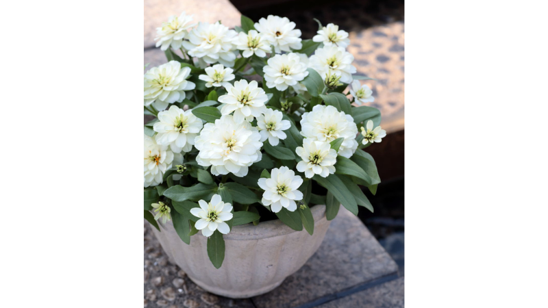 Sakata’s zinnia 'Profusion Double White Improved' has been awarded the Gold Medal for the 2027 season by Fleuroselect.