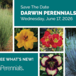 Save the date for Darwin Perennials Day for June 17, 2026