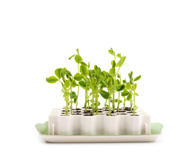 SproutJoy Seed Starting Kit Garden Works