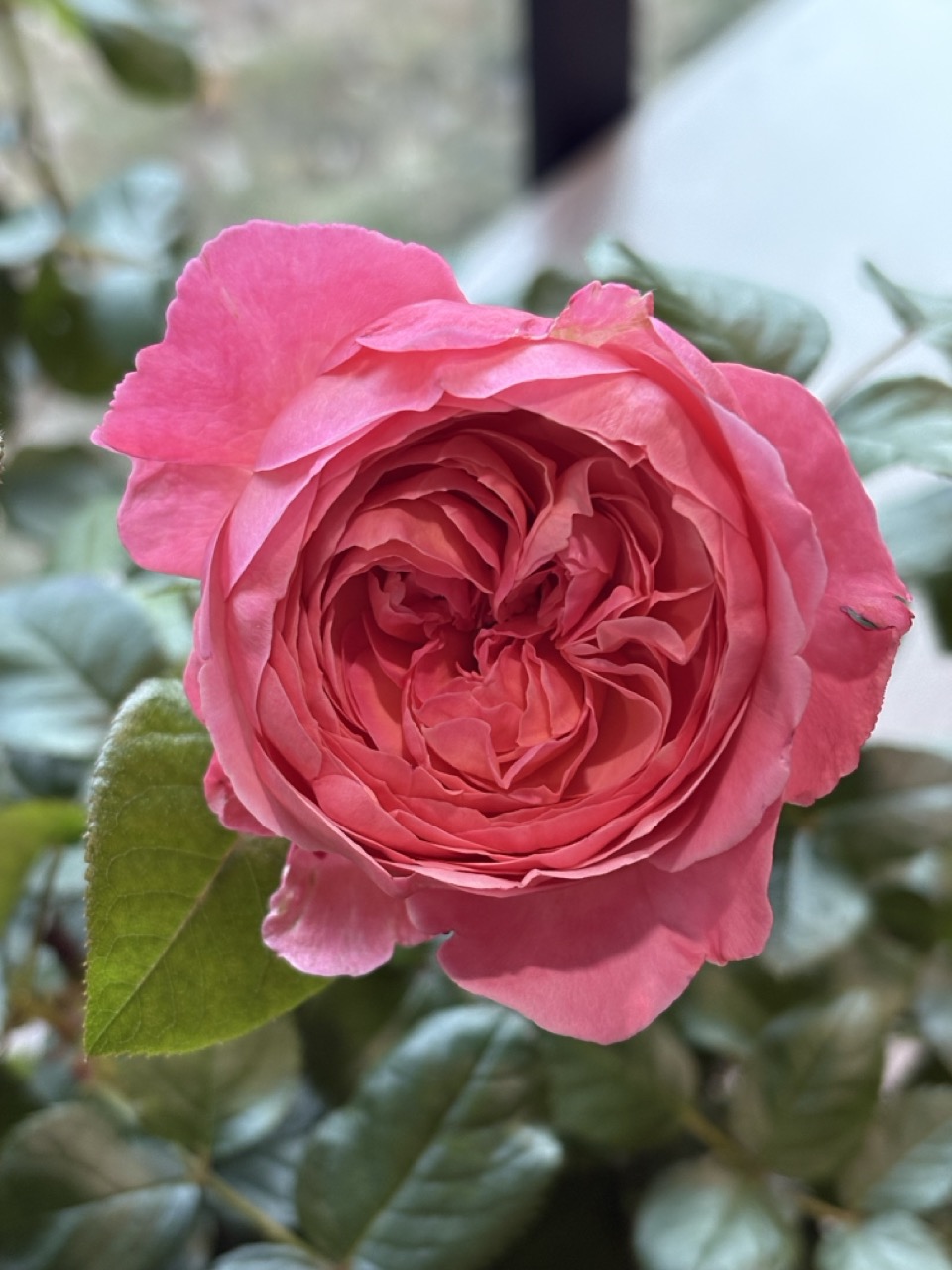 Star Roses and Plants Martha Stewart rose