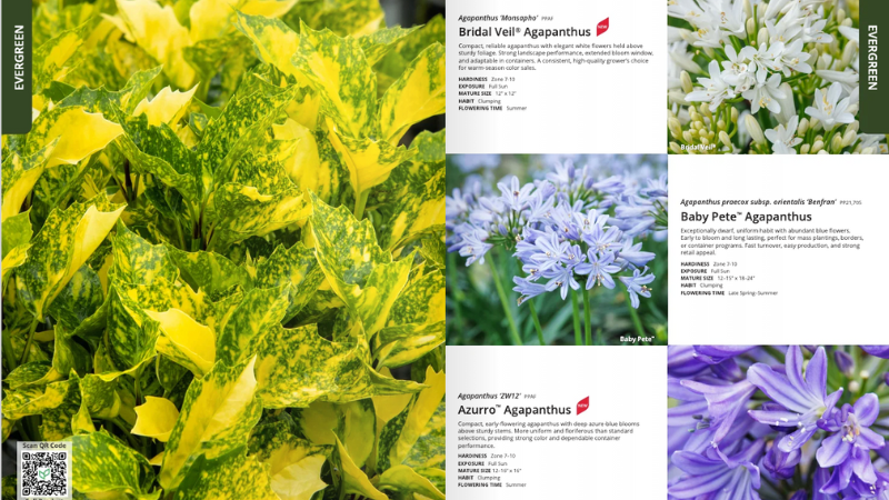 ThinkPlants publishes new shrub catalog