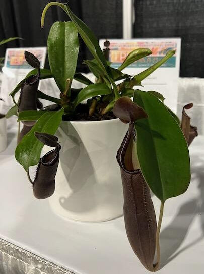 Deroose Plants Nepenthes Midnight