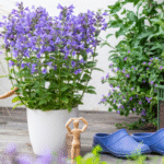 Concept Plants Nepeta Blue Planet (1)