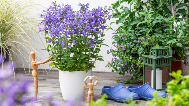 Concept Plants Nepeta Blue Planet (1)