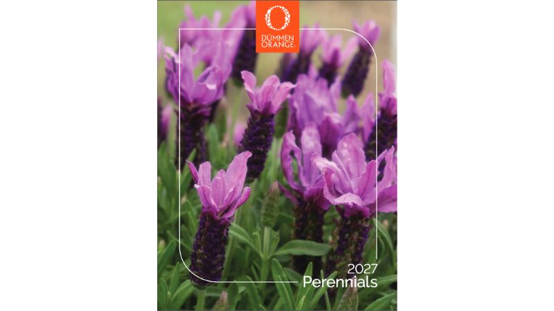 Dümmen Orange releases 2027 perennials catalog
