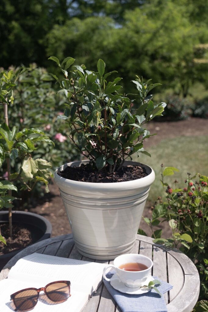 Star Roses and Plants Camillia_BrewTeaFul