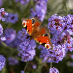 Benary Verbena ‘Flair’