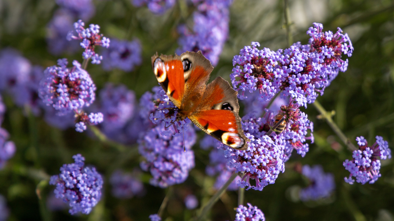 Benary Verbena ‘Flair’