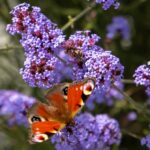 Benary W61412443-JPG - 300 DPI - 5000px Large