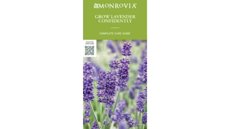 Monrovia's Lavender Week to help retailers capitalize on consumer demand