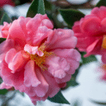 PDSI previews California Spring Trials 2026 new intros