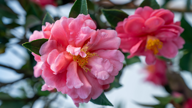 PDSI previews California Spring Trials 2026 new intros