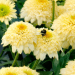 Terra Nova Nurseries has added to its echinacea Delightful series with echinacea 'Delightful Prosecco’