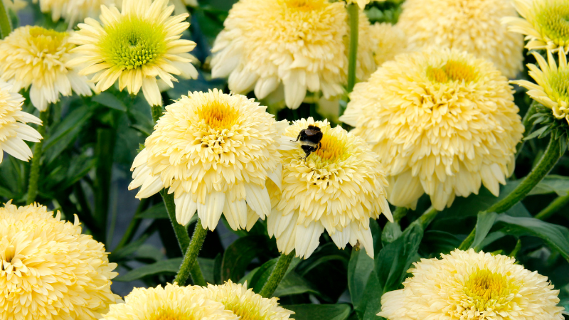 Terra Nova Nurseries has added to its echinacea Delightful series with echinacea 'Delightful Prosecco’