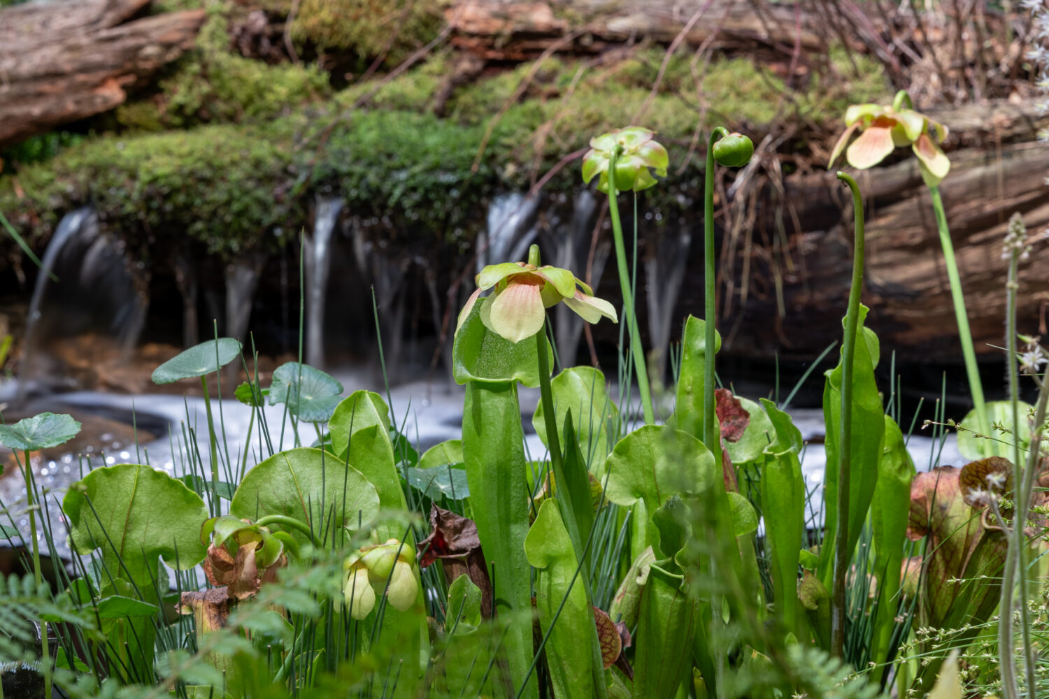 Carnivorous Plants - Photo courtesy of Anne DeLion.