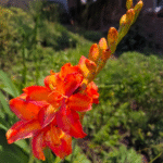 Crocosmia NOVA ‘Ember’ Joins Terra Nova’s Crocosmia NOVA Series