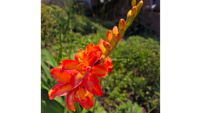 Crocosmia NOVA ‘Ember’ Joins Terra Nova’s Crocosmia NOVA Series