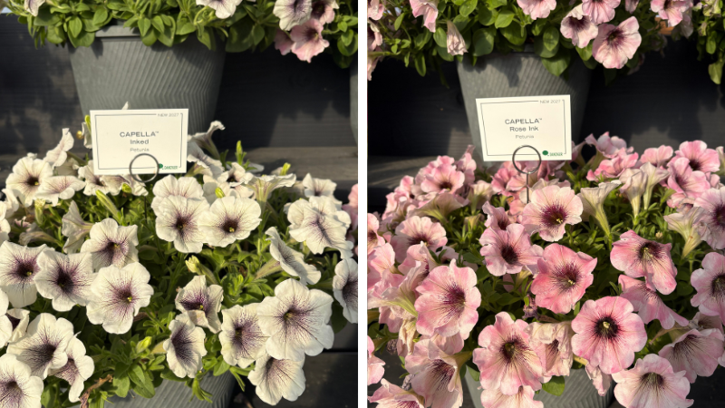 Danziger CAST 2026 Petunias 'Capella Inked' and Capella 'Rose Ink'