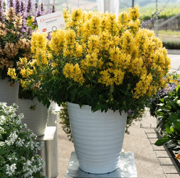 Dümmen Orange CAST 2026 Agastache Honeysticks Gold