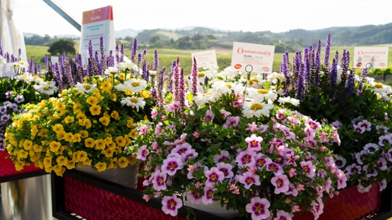 Dümmen Orange showcases varieties rooted in science and art at CAST 2026