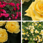 Star Roses and Plants new rose introductions for 2027