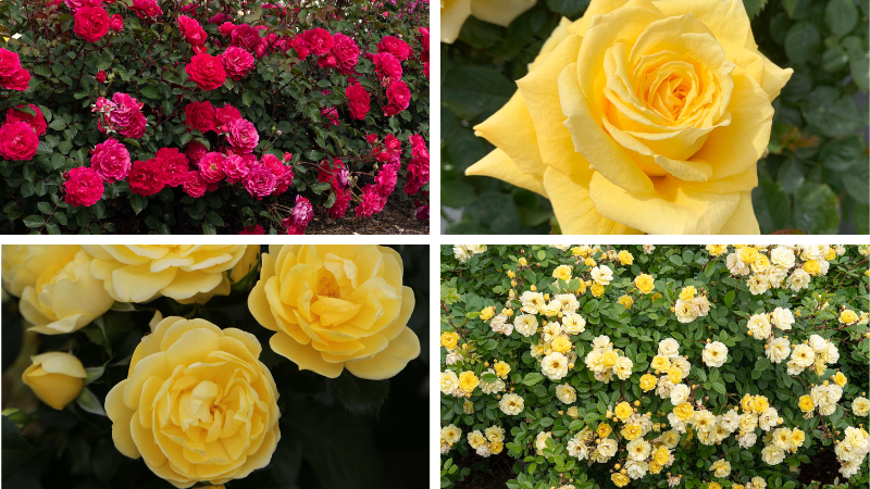 Star Roses and Plants new rose introductions for 2027