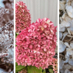 Discover perennials and shrubs that provide texture, structure, and beauty long after flowering season ends.
