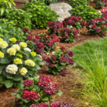 Monrovia introduced its new hydrangea 'Centennial Ruby' during a garden event
