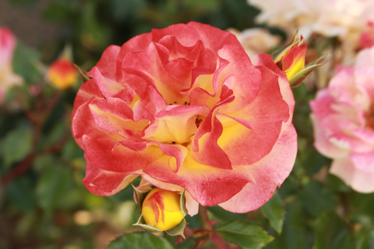 Star Roses and Plants A.R.T.S. awards Veranda Fiesta Large