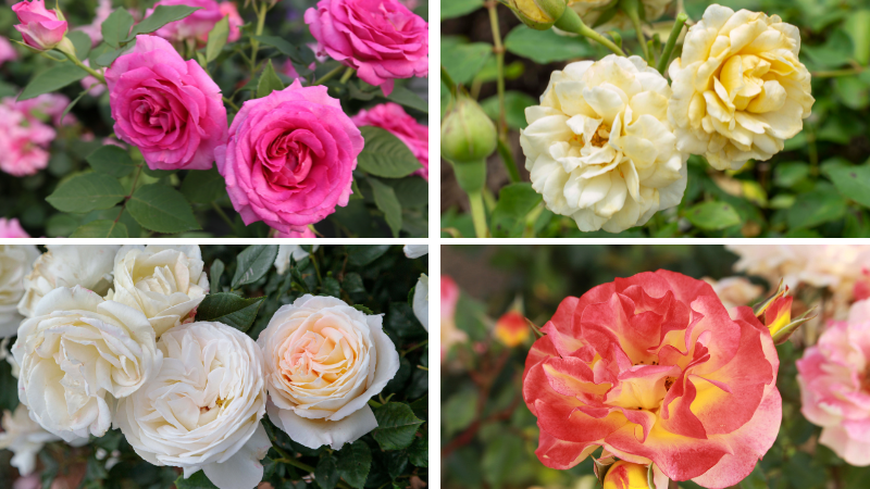 Star Roses and Plants received four A.R.T.S. awards
