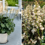 Terra Nova introduces new heuchera variety 'Paris White'