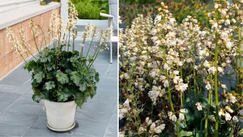 Terra Nova introduces new heuchera variety 'Paris White'