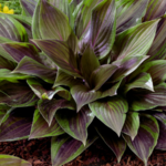 Bloomin' Easy unveiled Miss Diggs 2.0 AI gardening support and introduced 11 new perennial and shrub varieties for its 2027 collection