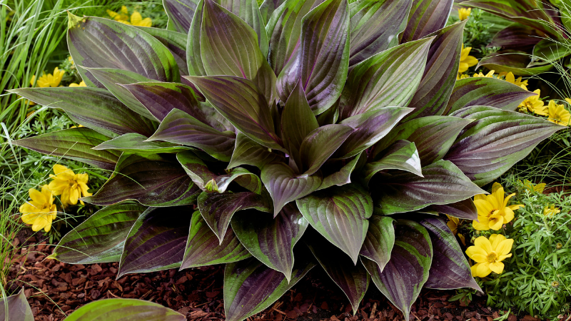 Bloomin' Easy unveiled Miss Diggs 2.0 AI gardening support and introduced 11 new perennial and shrub varieties for its 2027 collection