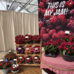 California Spring Trials PanAmerican Seed’s vinca ‘Tattoo Boysenberry’ has purple-red ombre flowers almost suitable for berry preserves