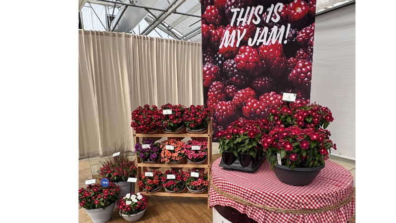 California Spring Trials PanAmerican Seed’s vinca ‘Tattoo Boysenberry’ has purple-red ombre flowers almost suitable for berry preserves