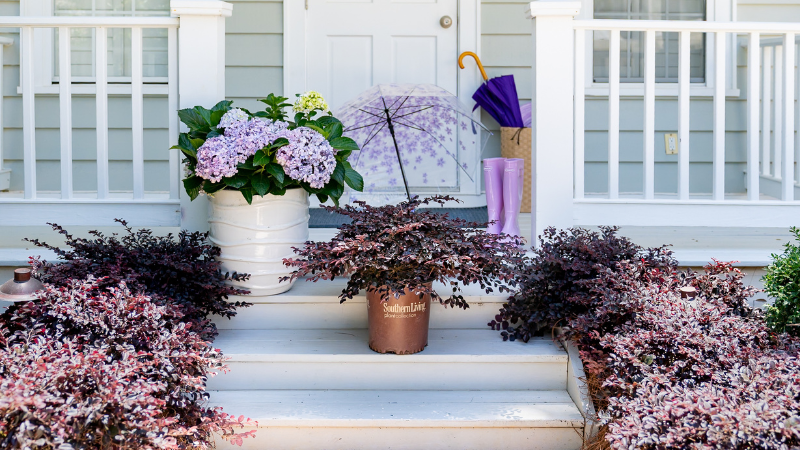 PDSI Cultivate'26 Loropetalum_Purple_Raindrops_Product_credit Kathleen Schmucker