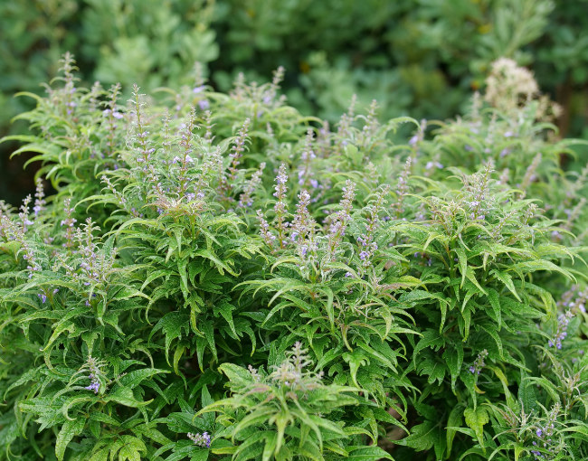 Spring Meadow_Vitex Featherman