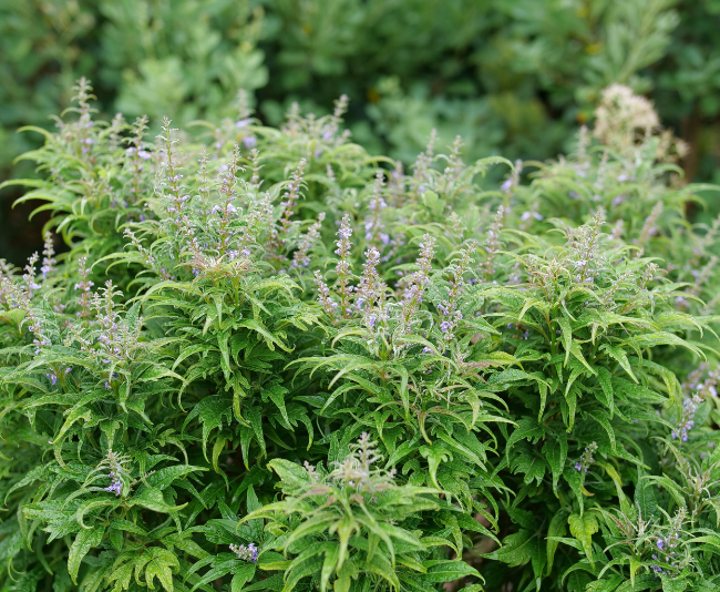 Spring Meadow_Vitex Featherman