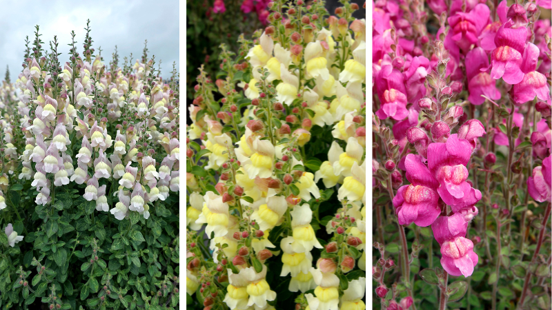 Terra Nova Nurseries launched its first snapdragon series, featuring three perennial Antirrhinum varieties hardy in Zones 6 to 10
