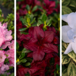 Azaleas ‘Encore Autumn Kiss’, ‘Encore Autumn Velvet’ and ‘Encore Moonstruck’ Photos courtesy of Encore Azalea.