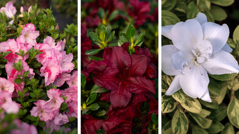 Azaleas ‘Encore Autumn Kiss’, ‘Encore Autumn Velvet’ and ‘Encore Moonstruck’ Photos courtesy of Encore Azalea.
